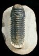 Bargain Crotalocephalina Trilobite - #4939-4